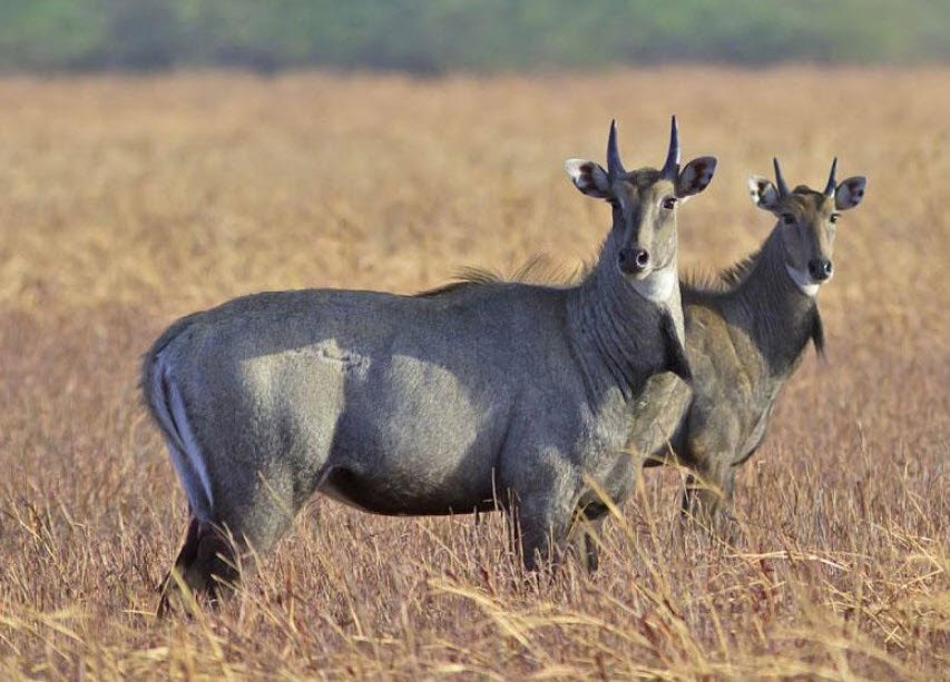 Bir Gurdialpura Wildlife Sanctuary